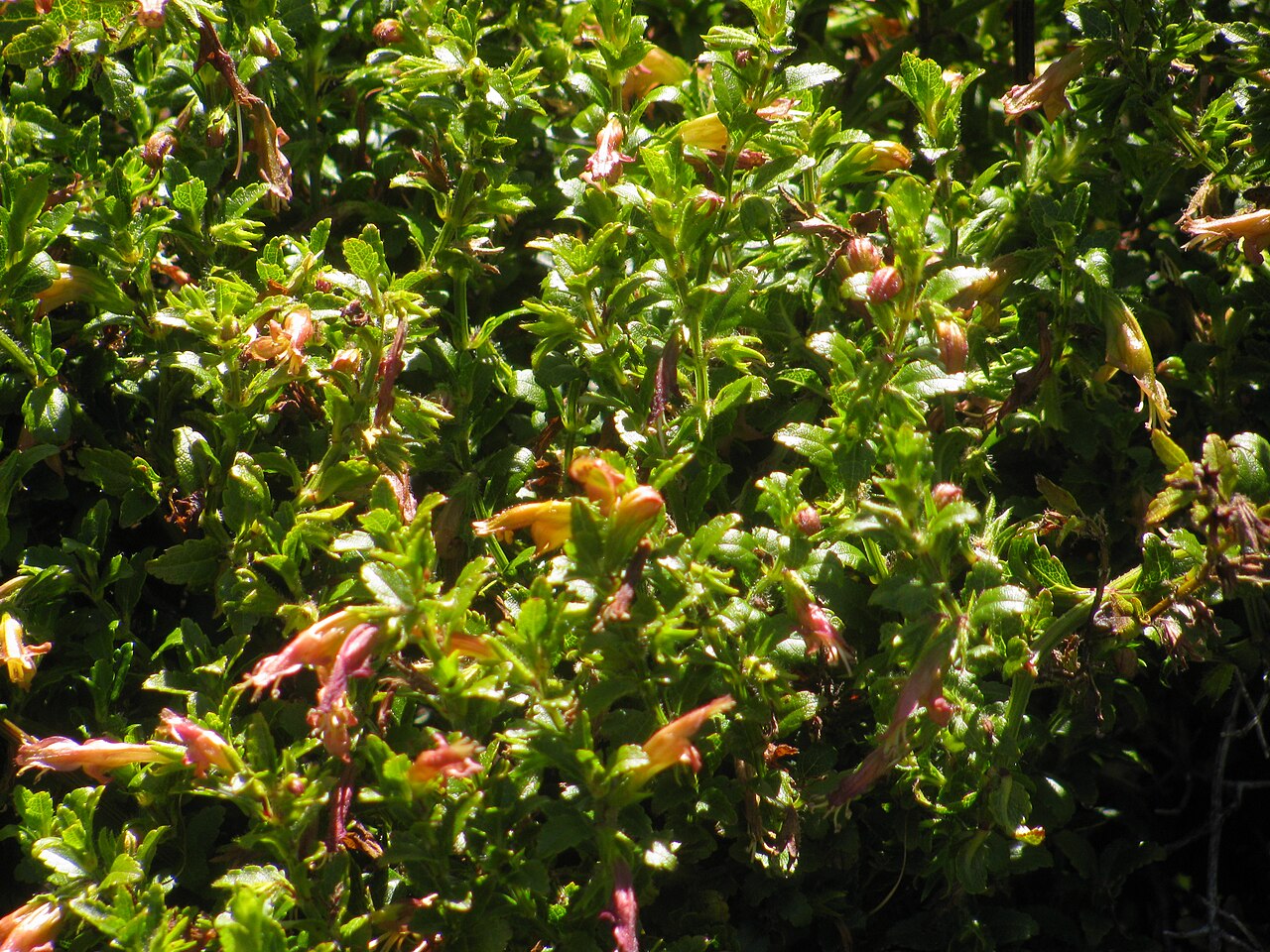 Stenogyne microphylla