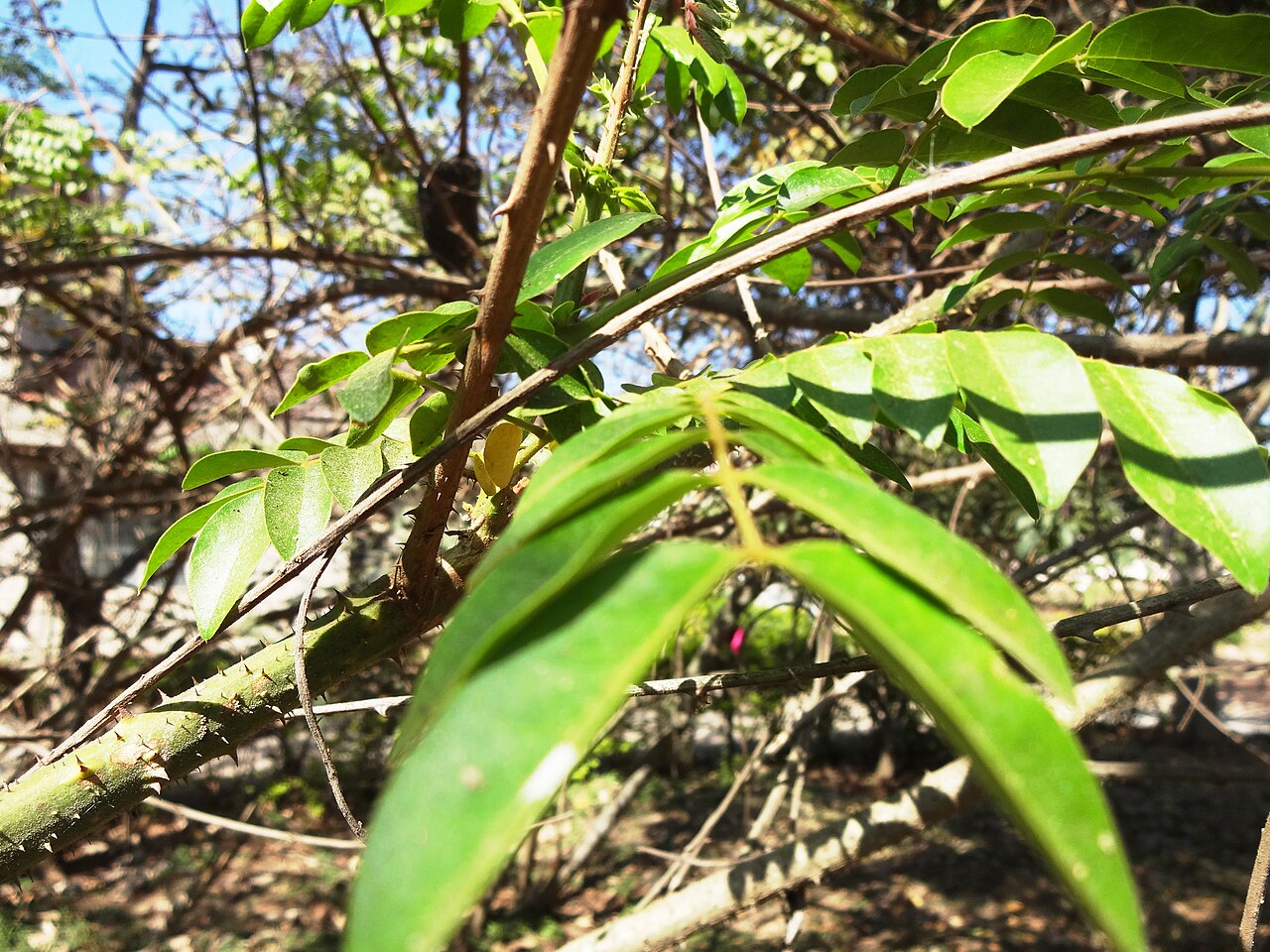 Caesalpinia crista