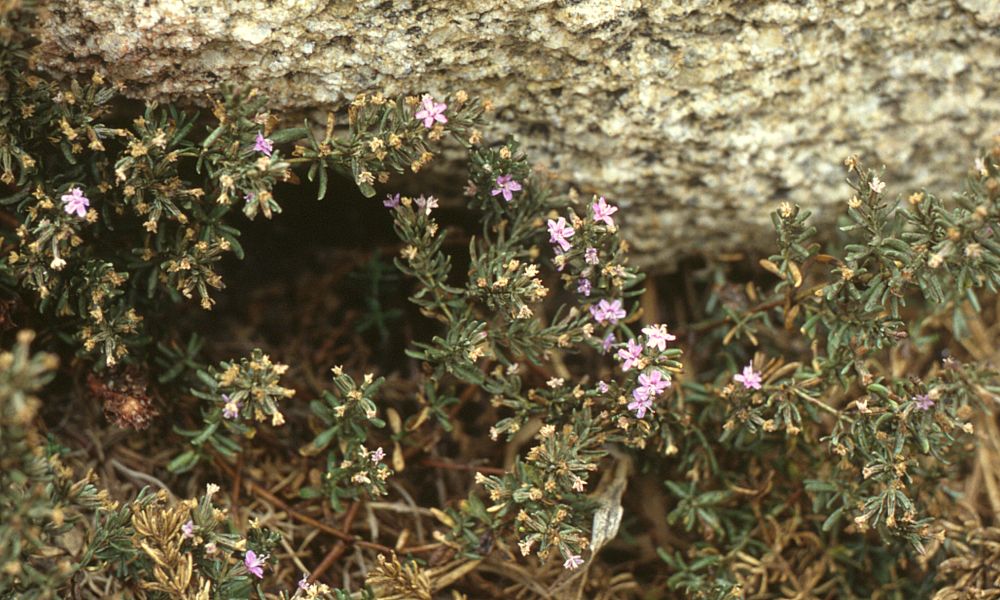 Frankenia hirsuta