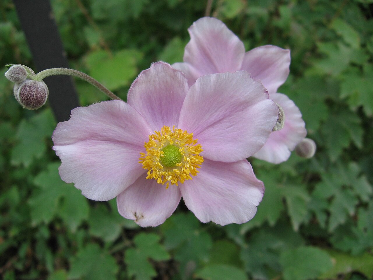 Anemone ×hybrida