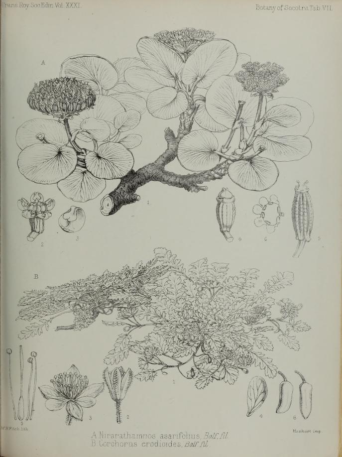 Nirarathamnos asarifolius