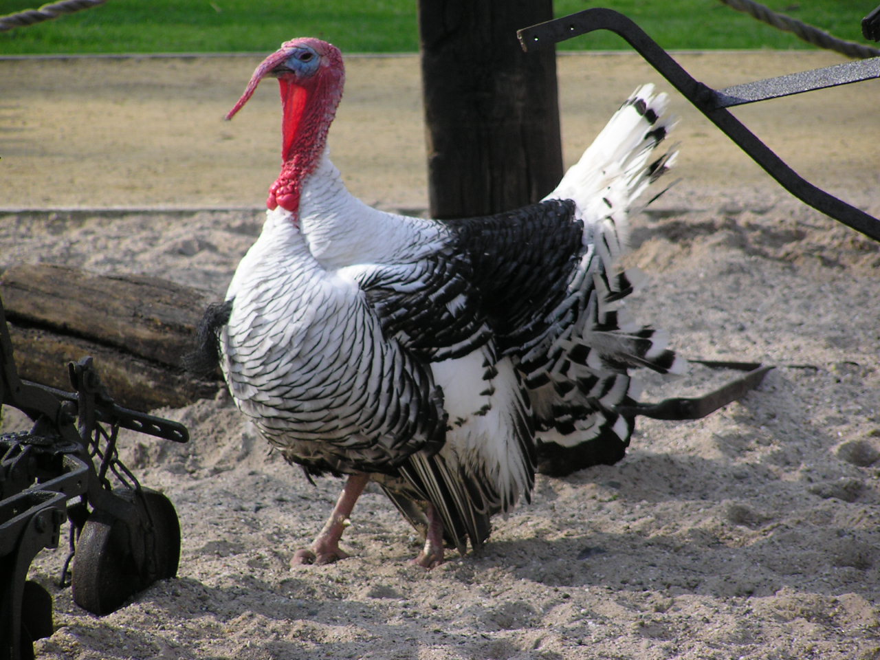 Cröllwitzer Turkey