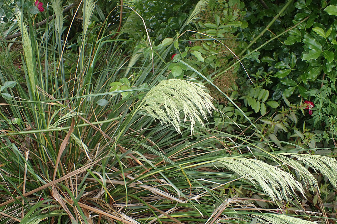 Chionochloa flavicans