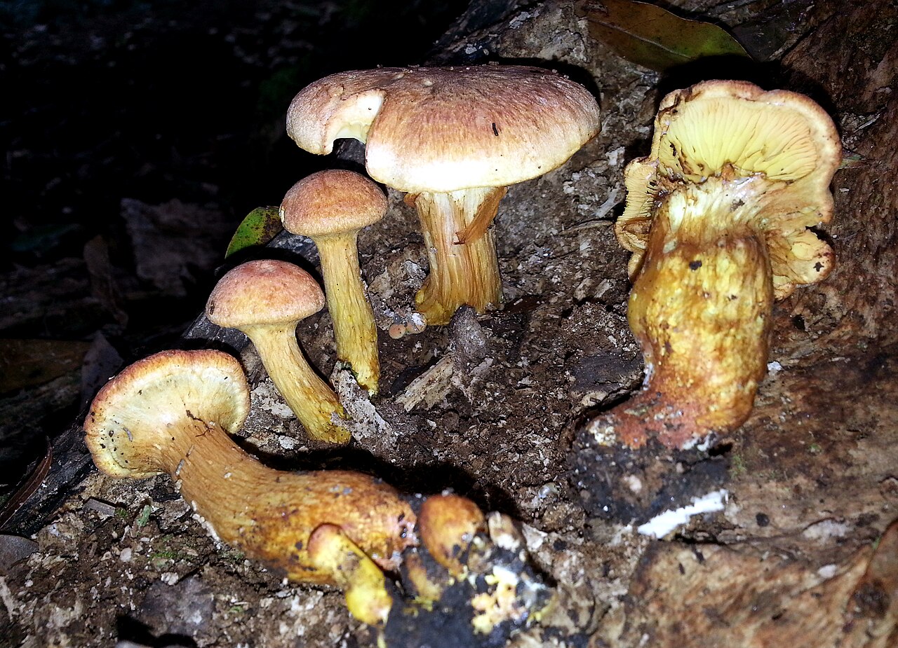 Gymnopilus imperialis
