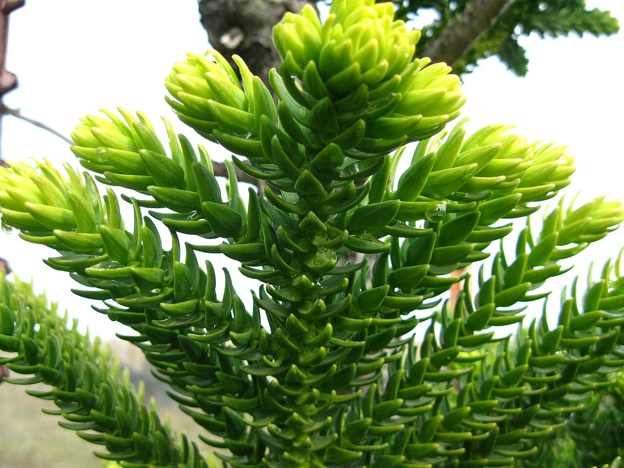 Araucaria laubenfelsii