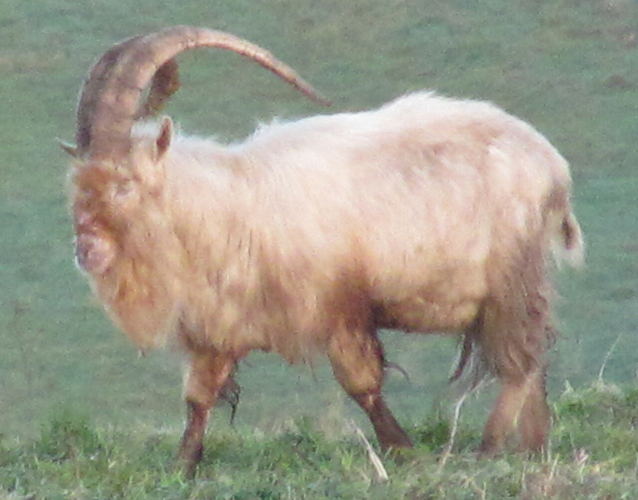 Bilberry goat