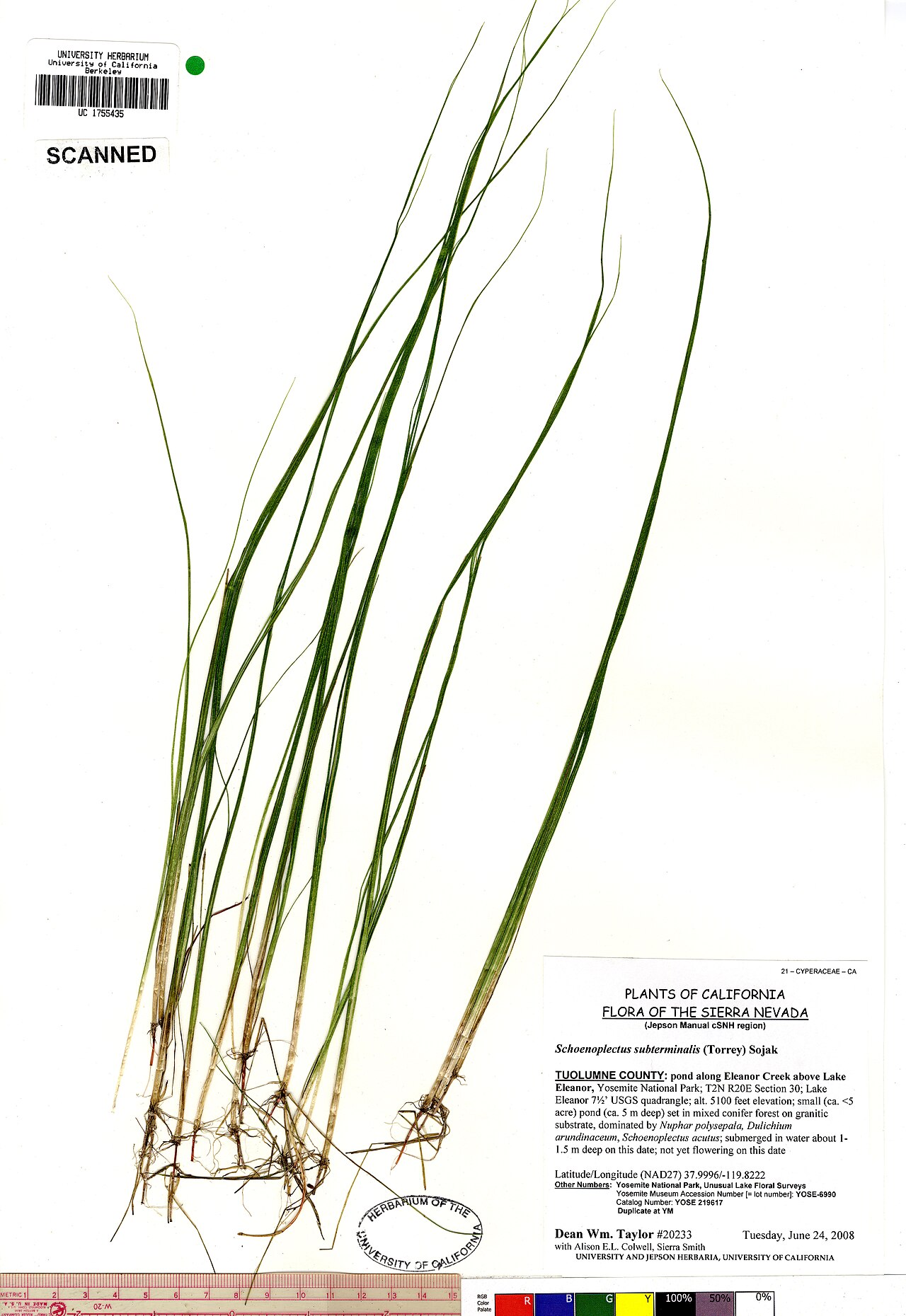 Schoenoplectus subterminalis