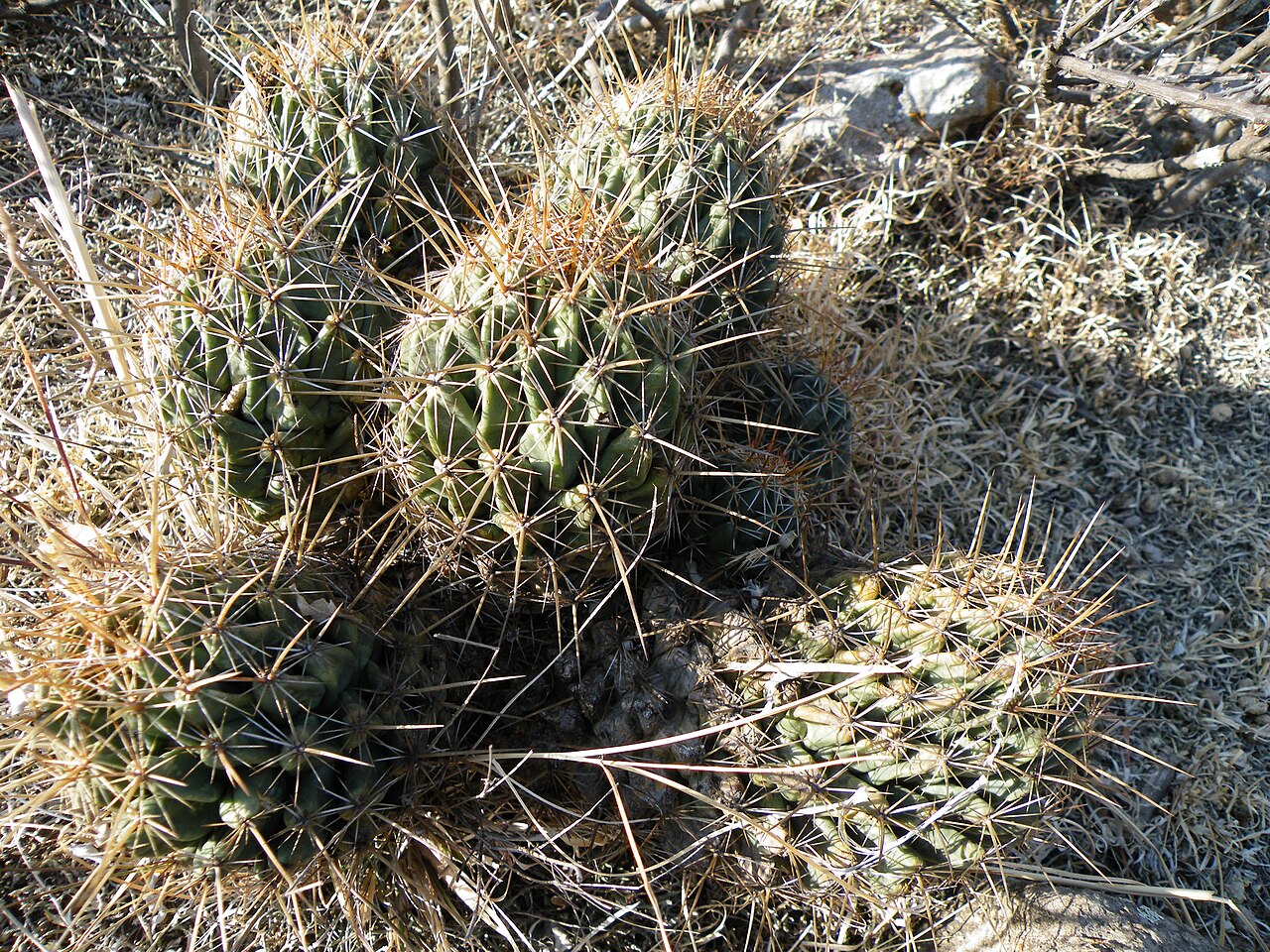 Coryphantha octacantha