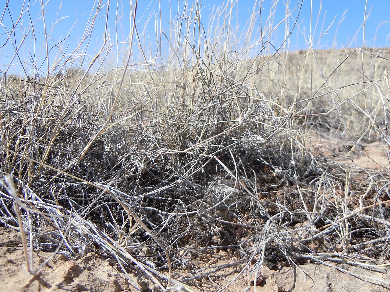 Bouteloua eriopoda