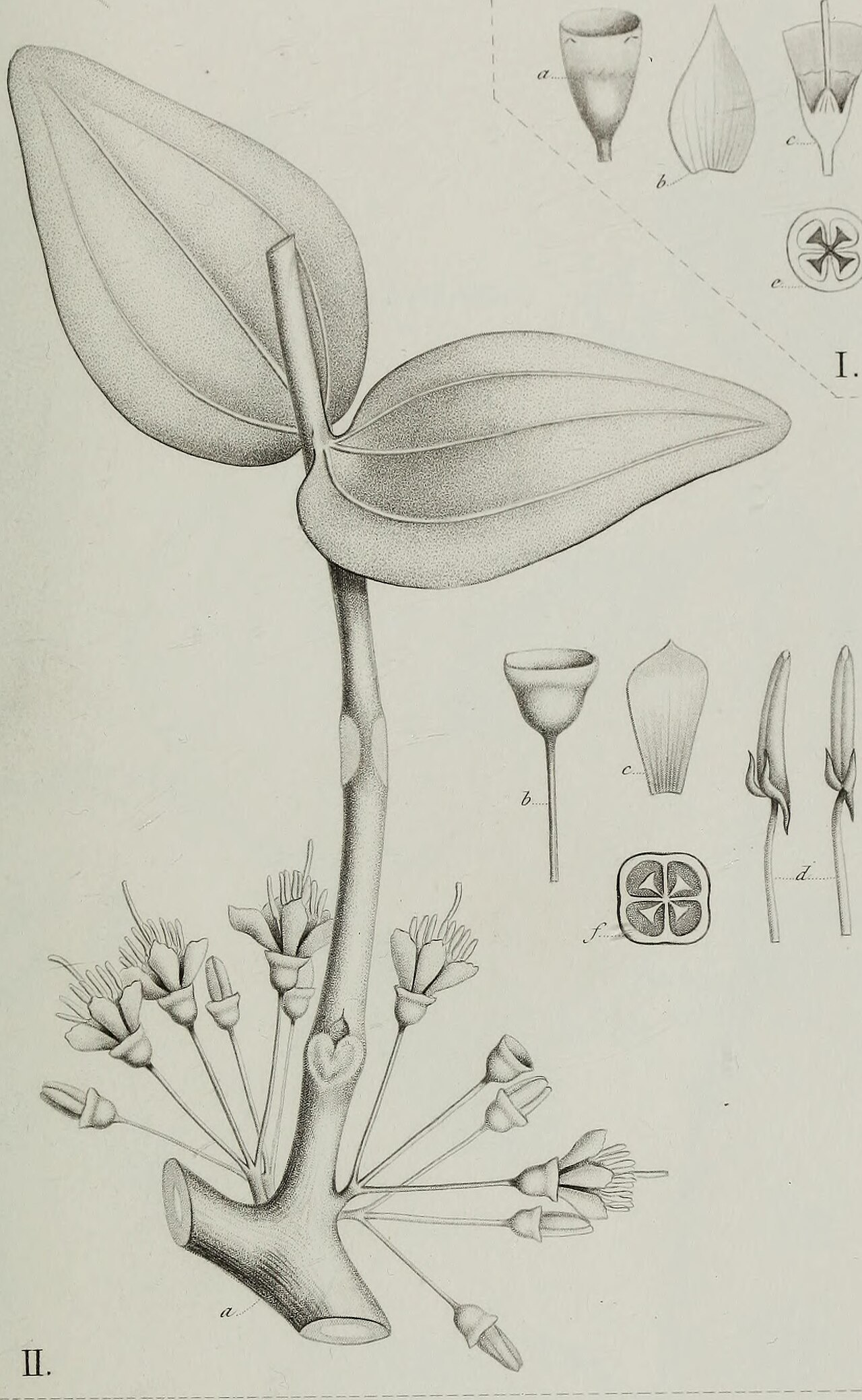 Medinilla loranthoides