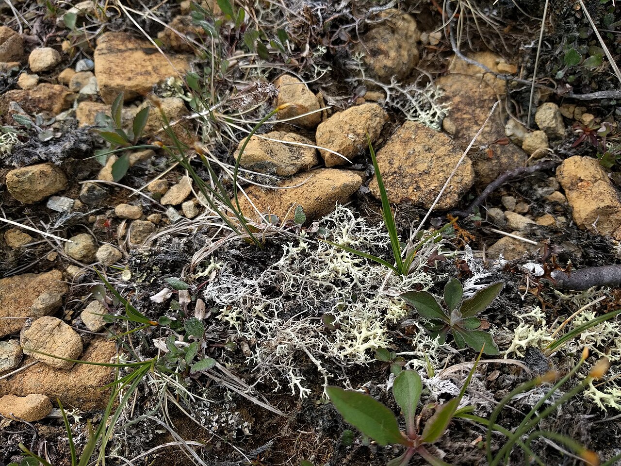 Black‐footed reindeer lichen