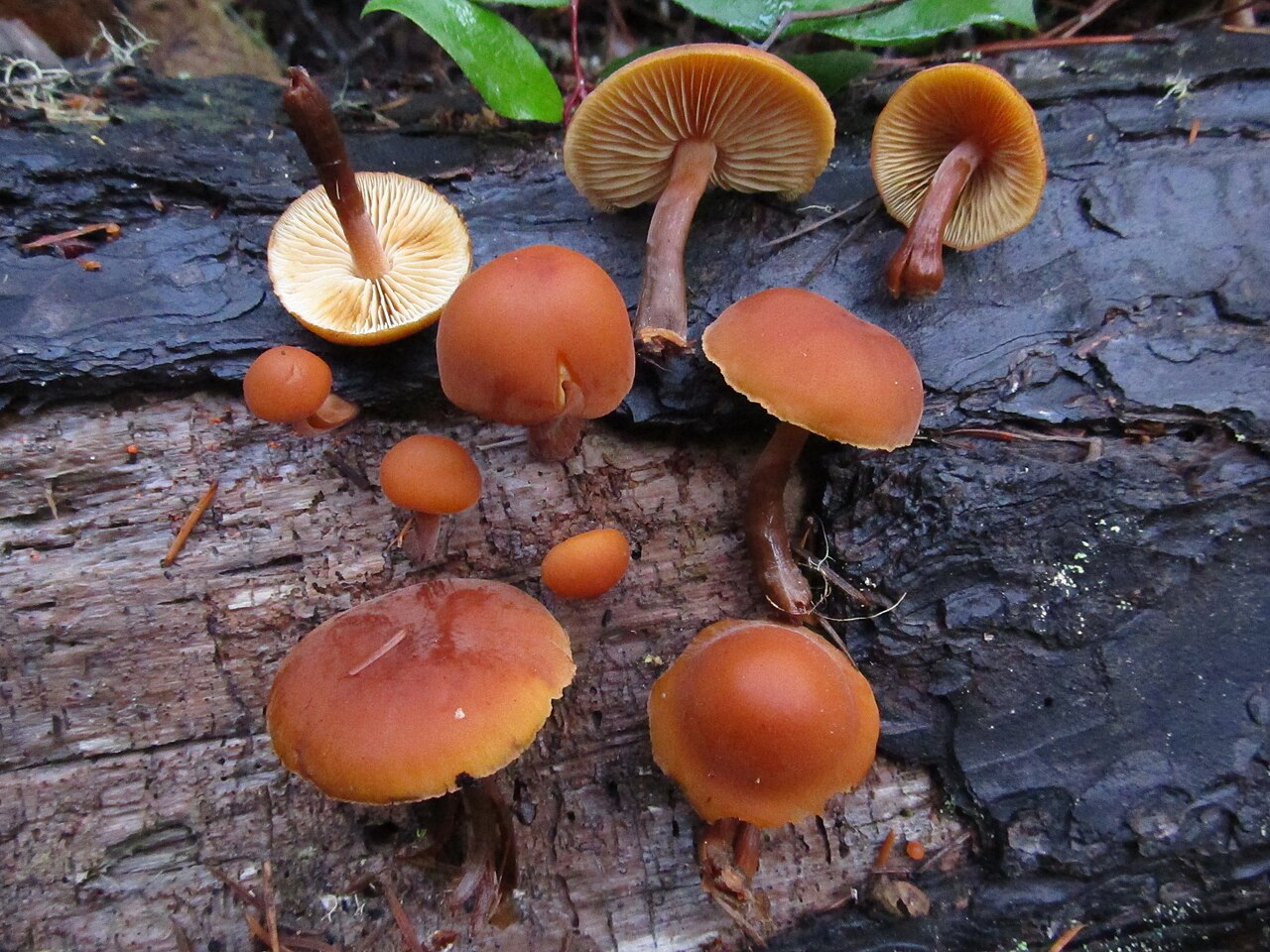 Gymnopilus josserandii