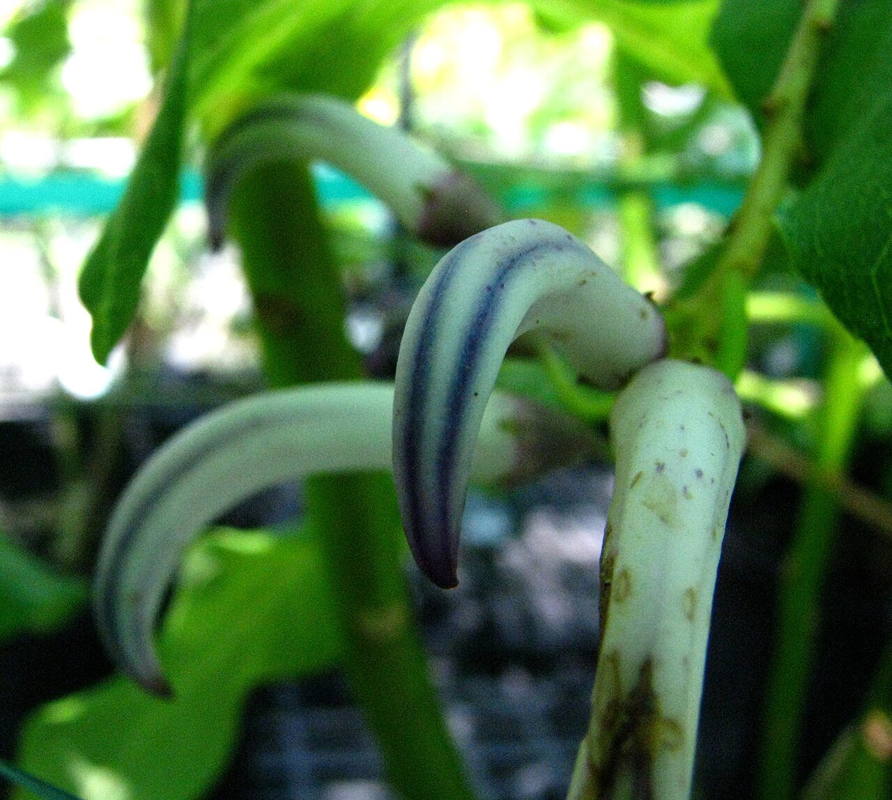 Cyanea rivularis