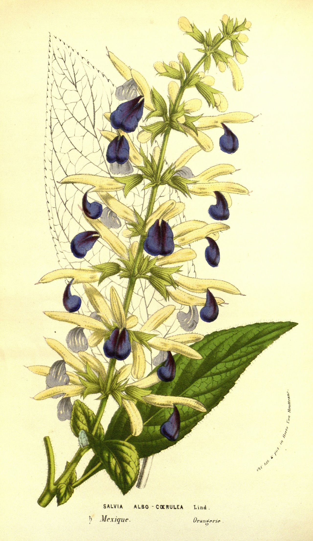 Salvia albocaerulea
