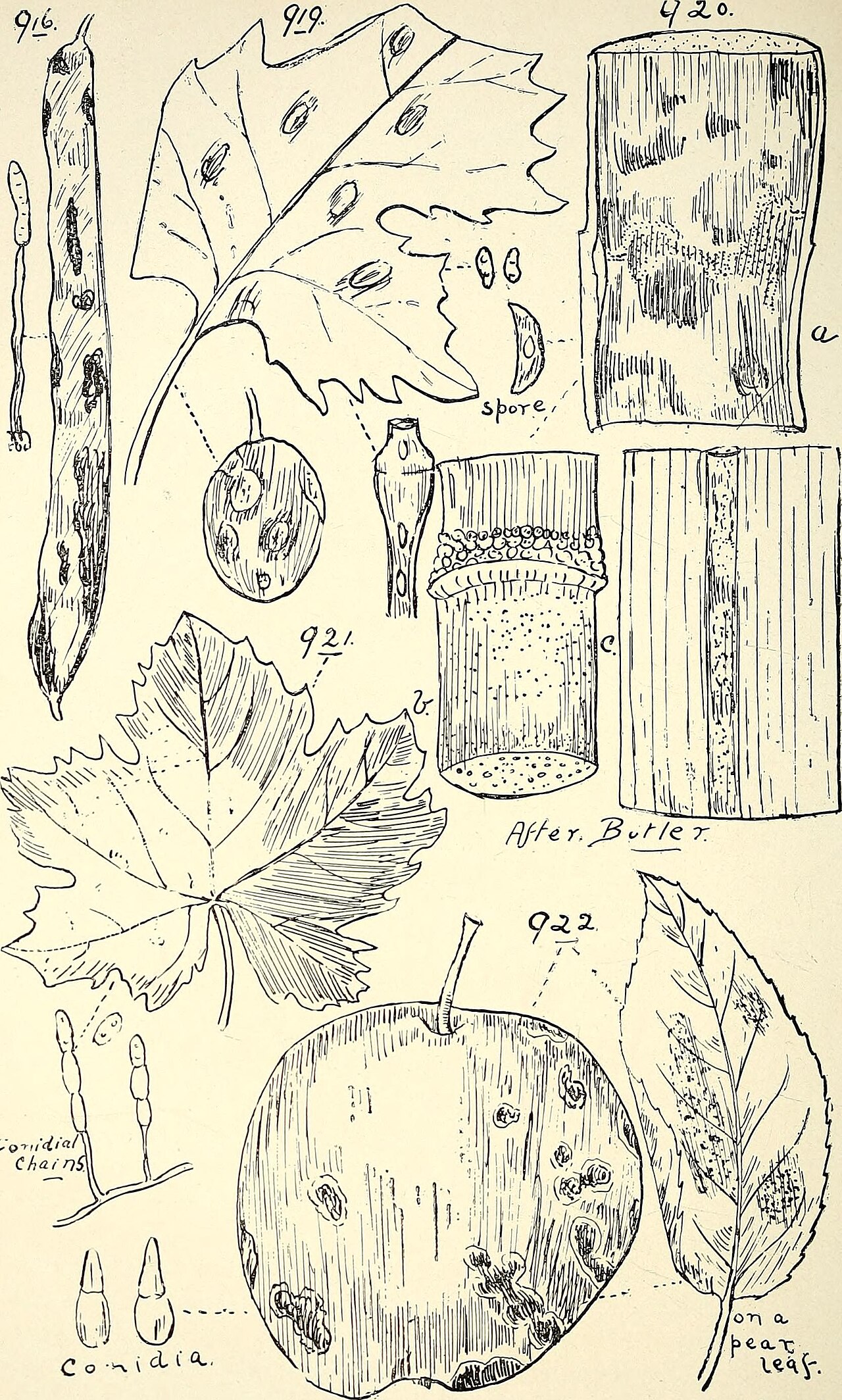 Microcera coccophila