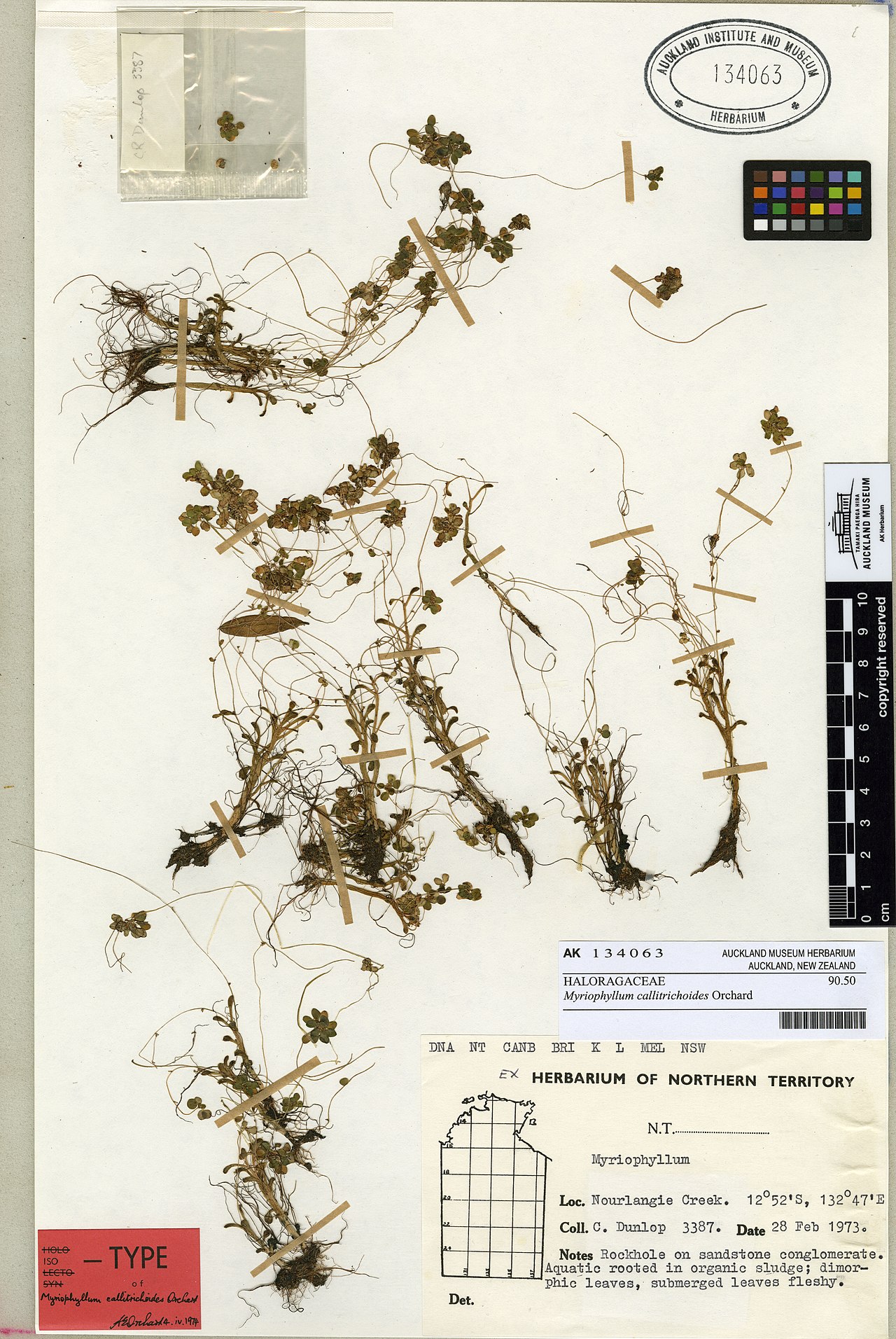 Myriophyllum callitrichoides