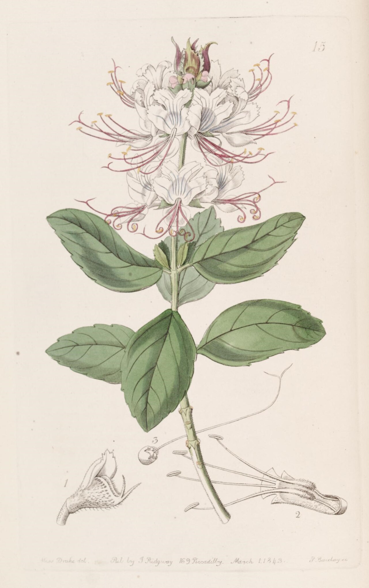 Ocimum grandiflorum
