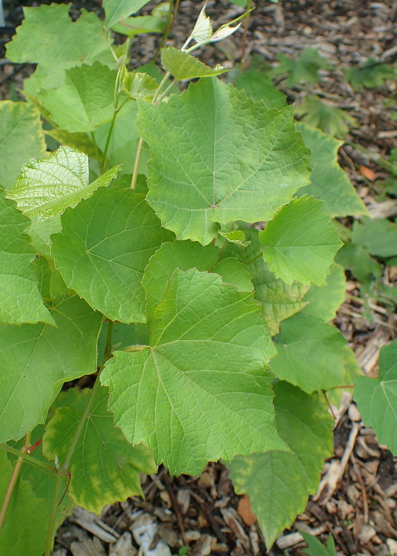 Vitis berlandieri