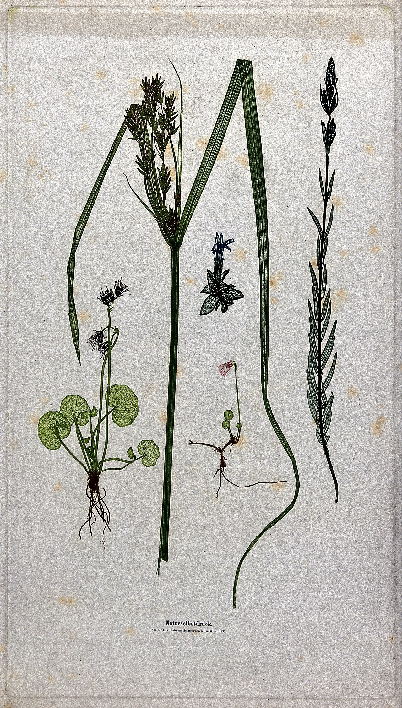 Carex acaulis