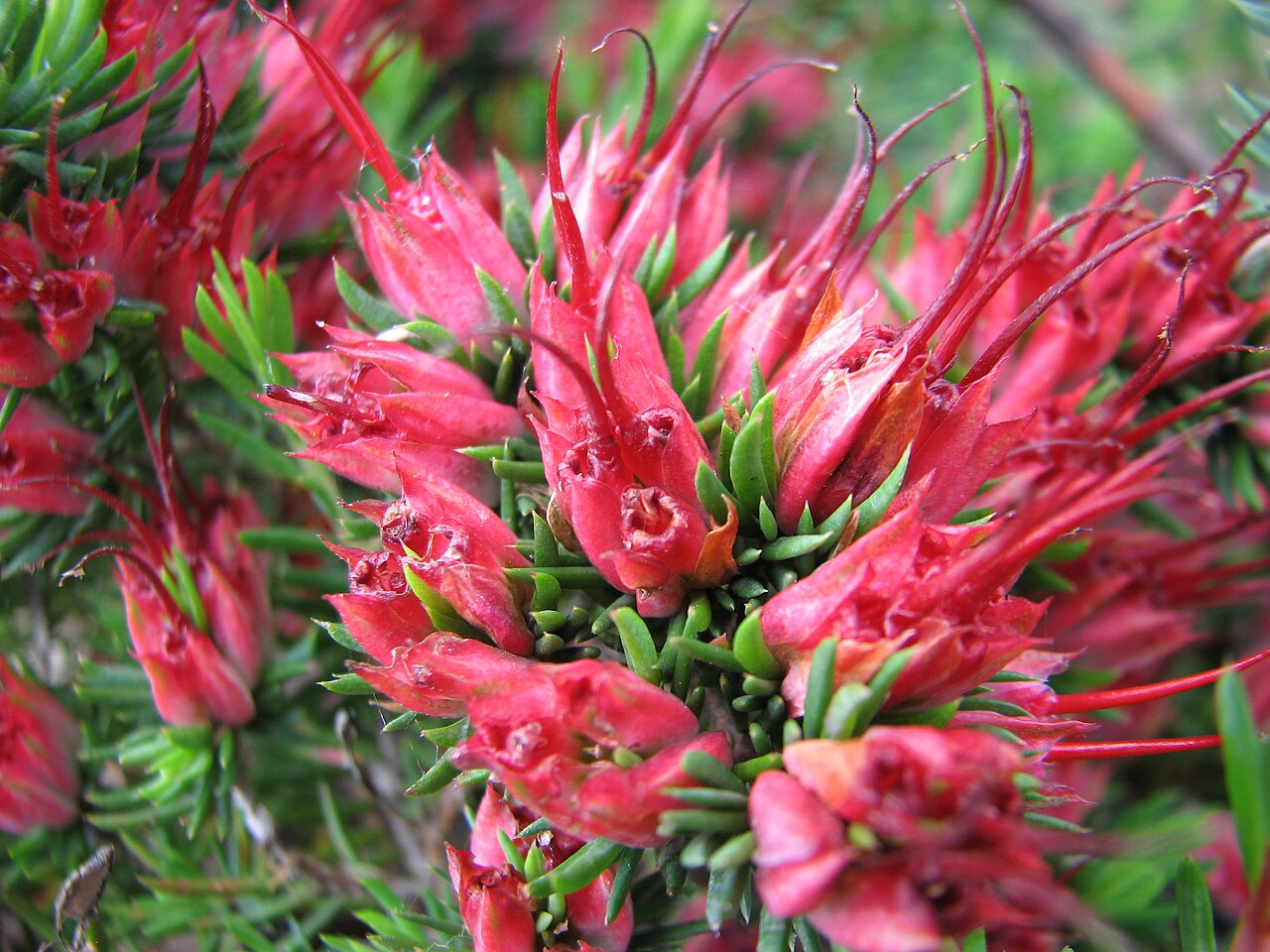 Darwinia grandiflora
