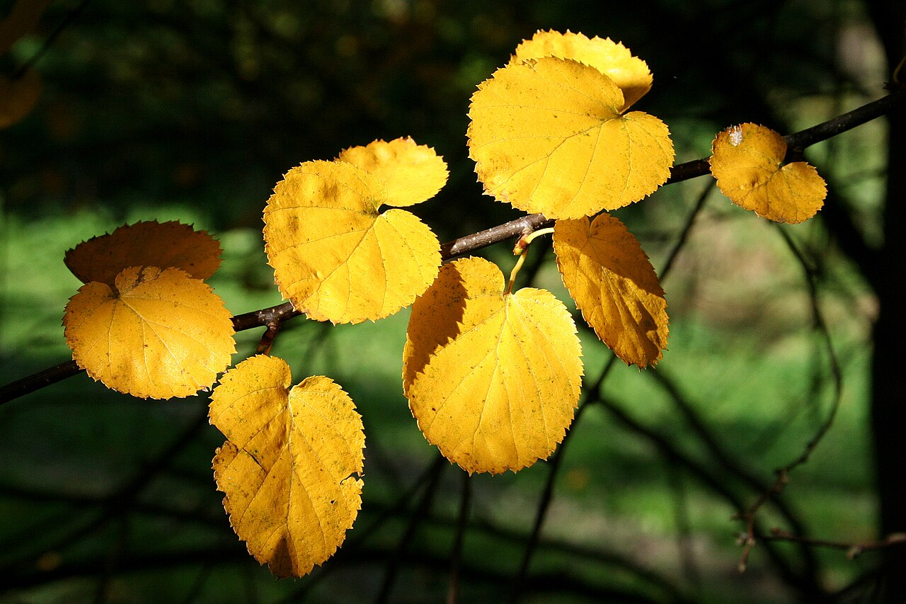 Betula uber