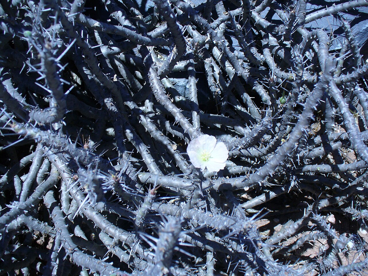 Monsonia crassicaulis