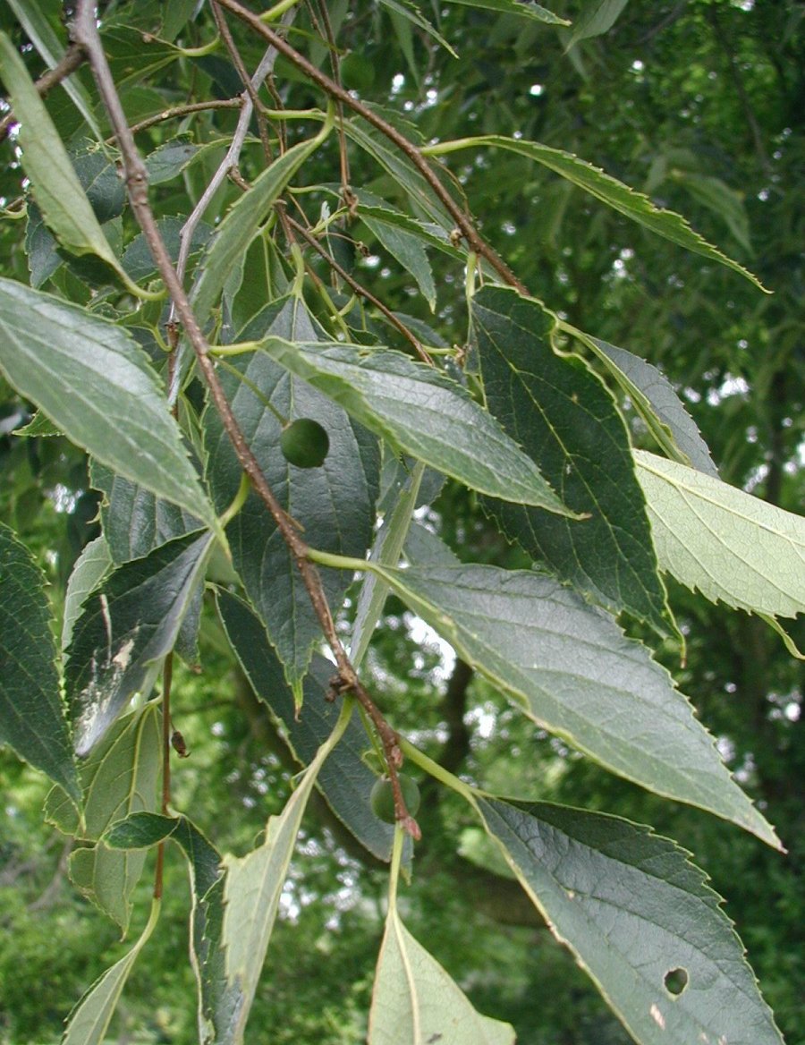 Celtis caucasica