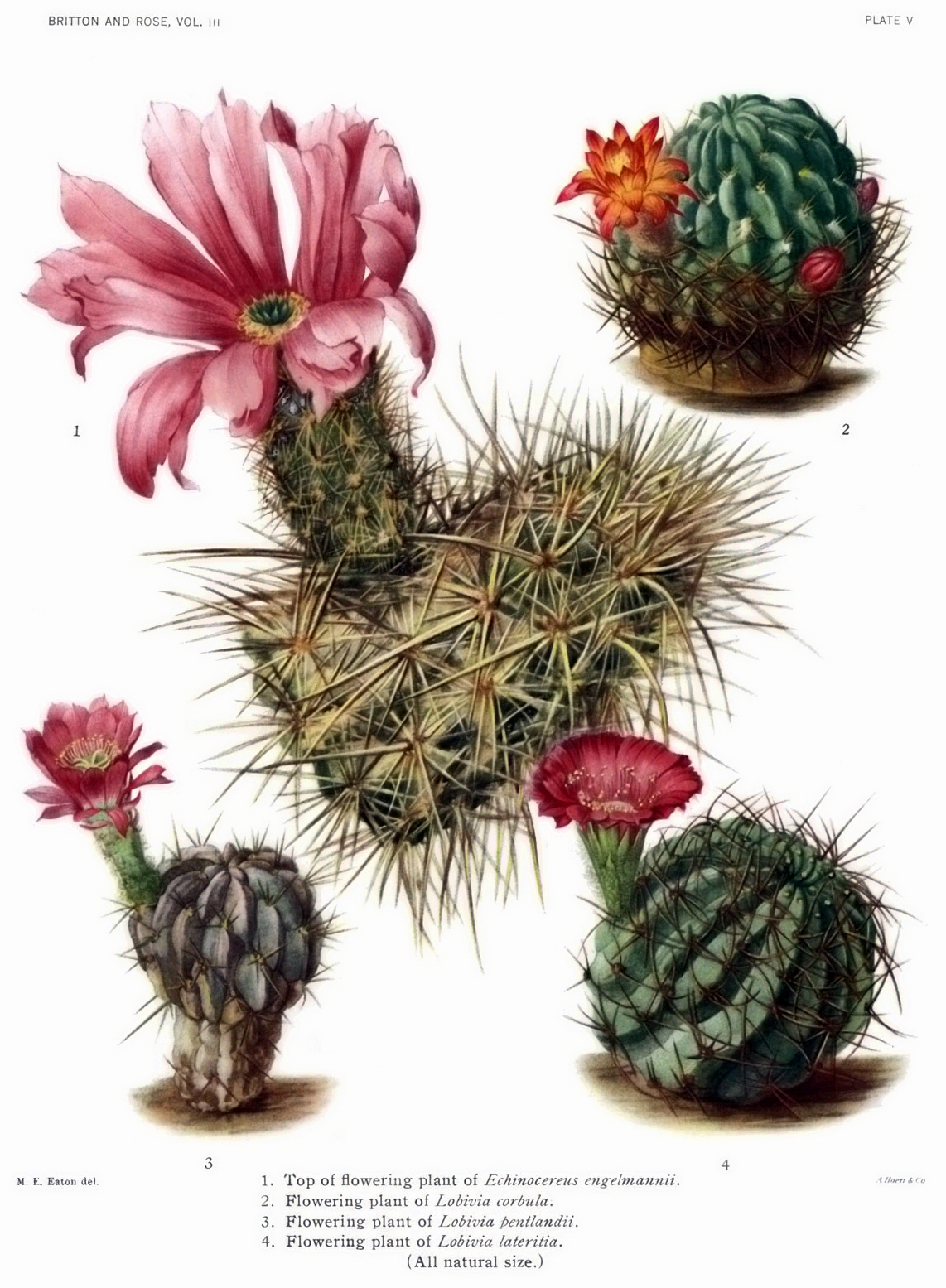 Echinopsis lateritia