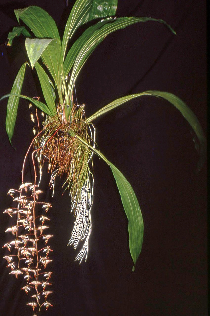 Gongora irmgardiae