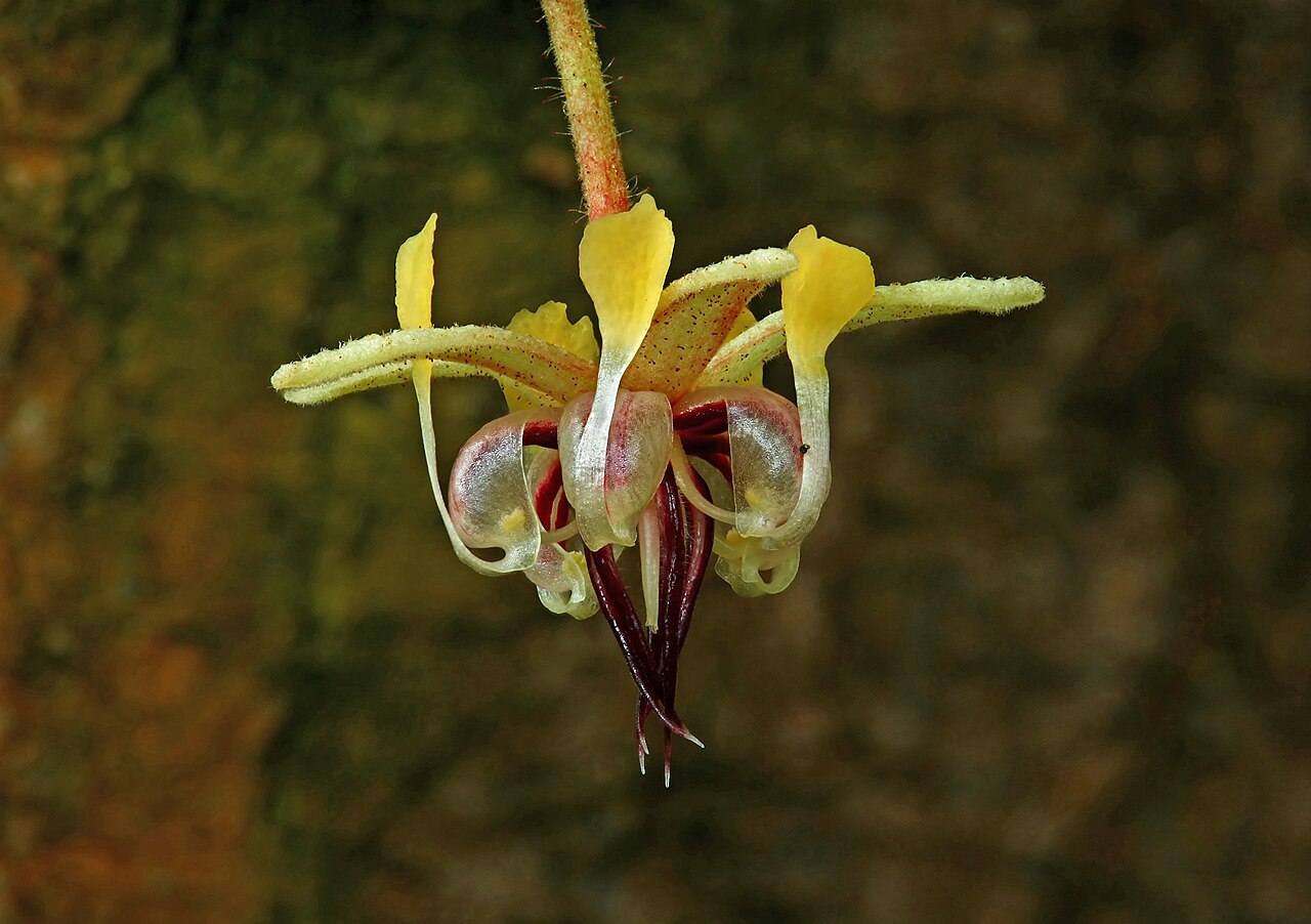 Theobroma cacao