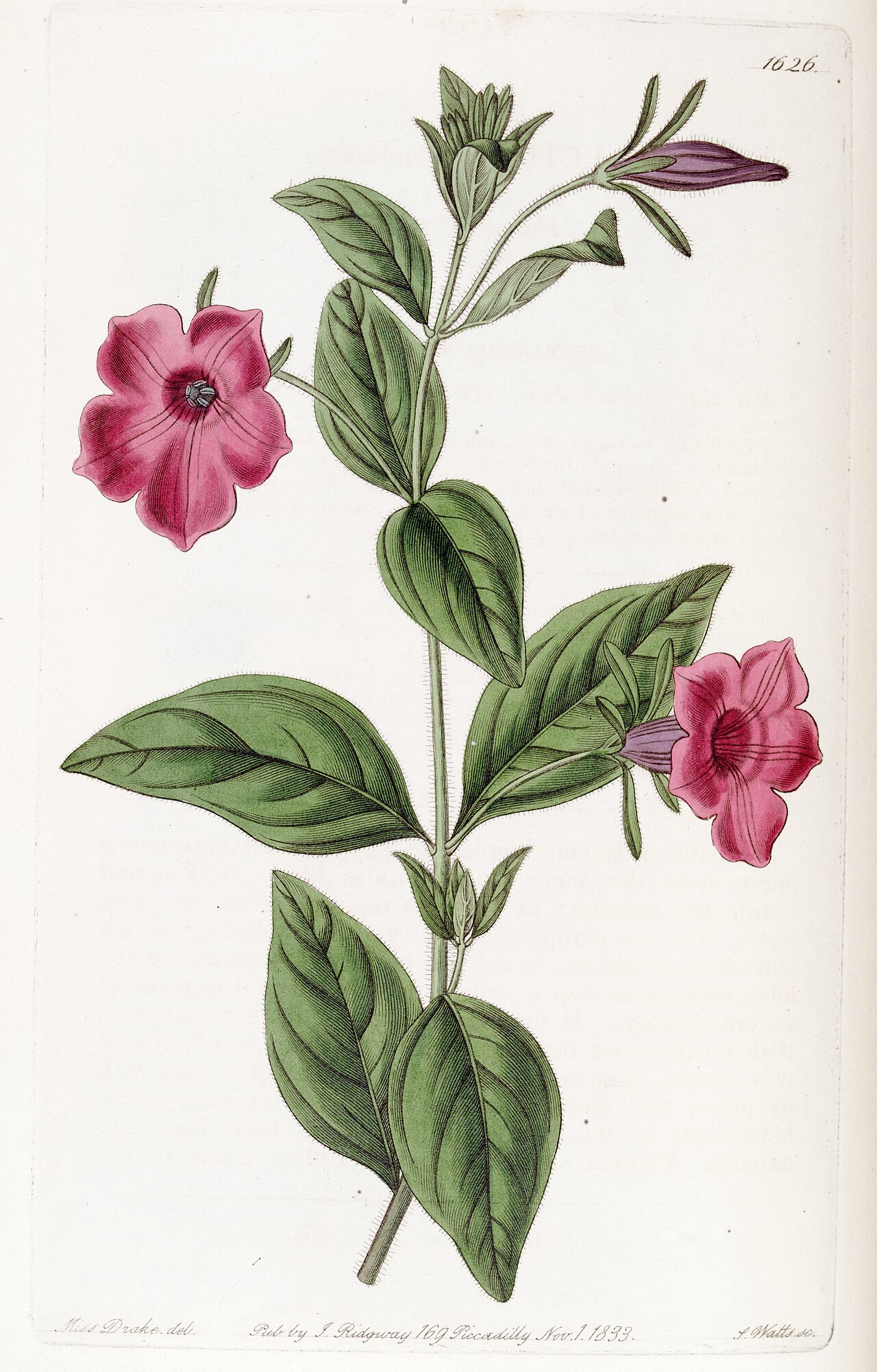 Petunia violacea and as the violet petun