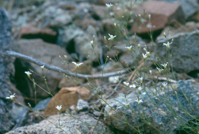 Sabulina stolonifera