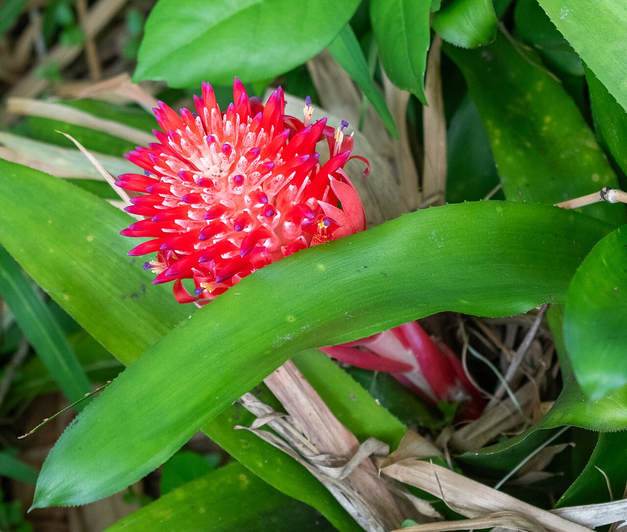 Aechmea pyramidalis
