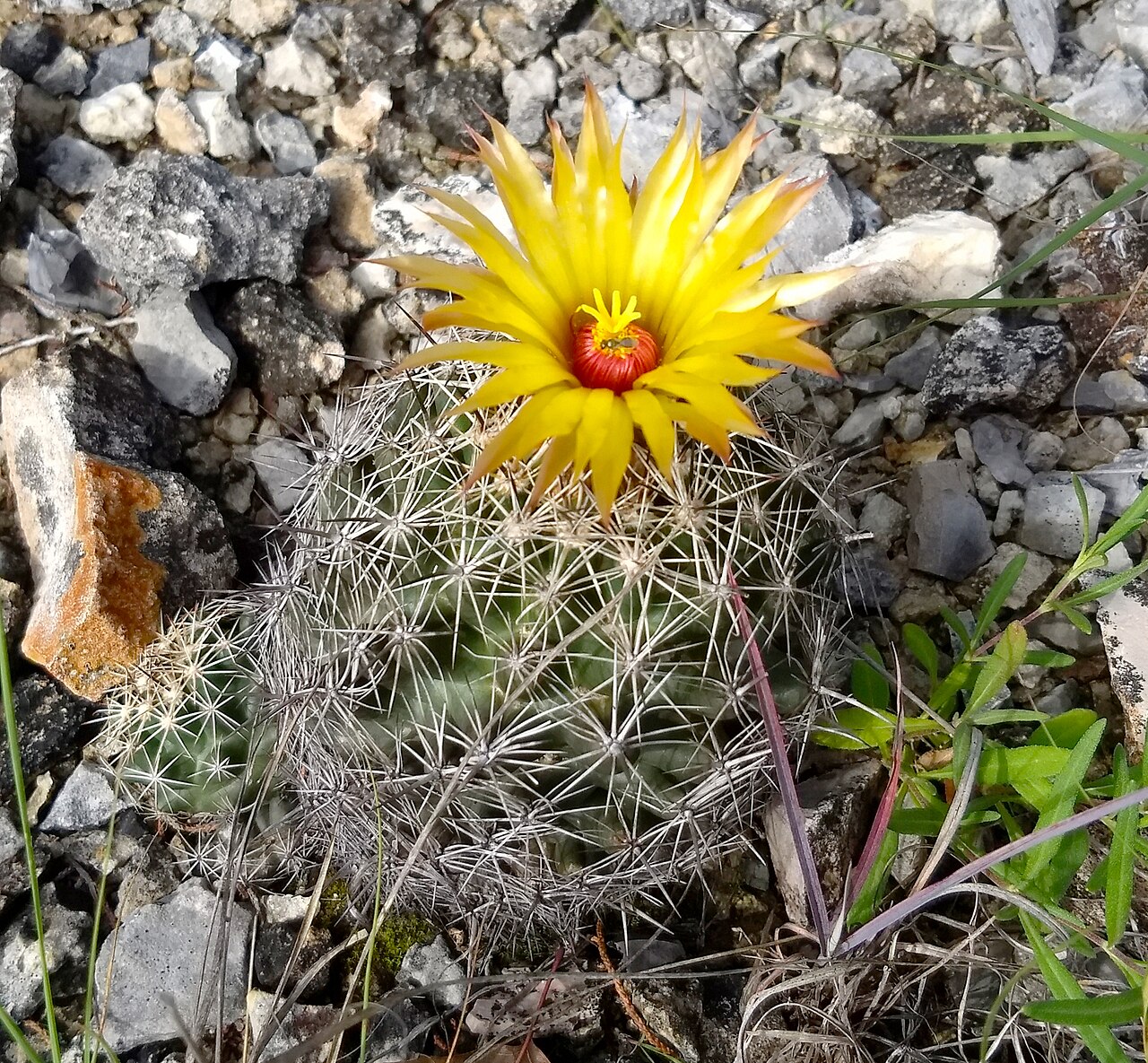Coryphantha sulcata