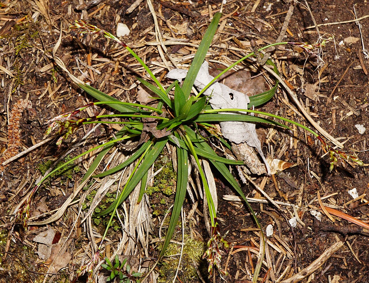Carex ornithopoda