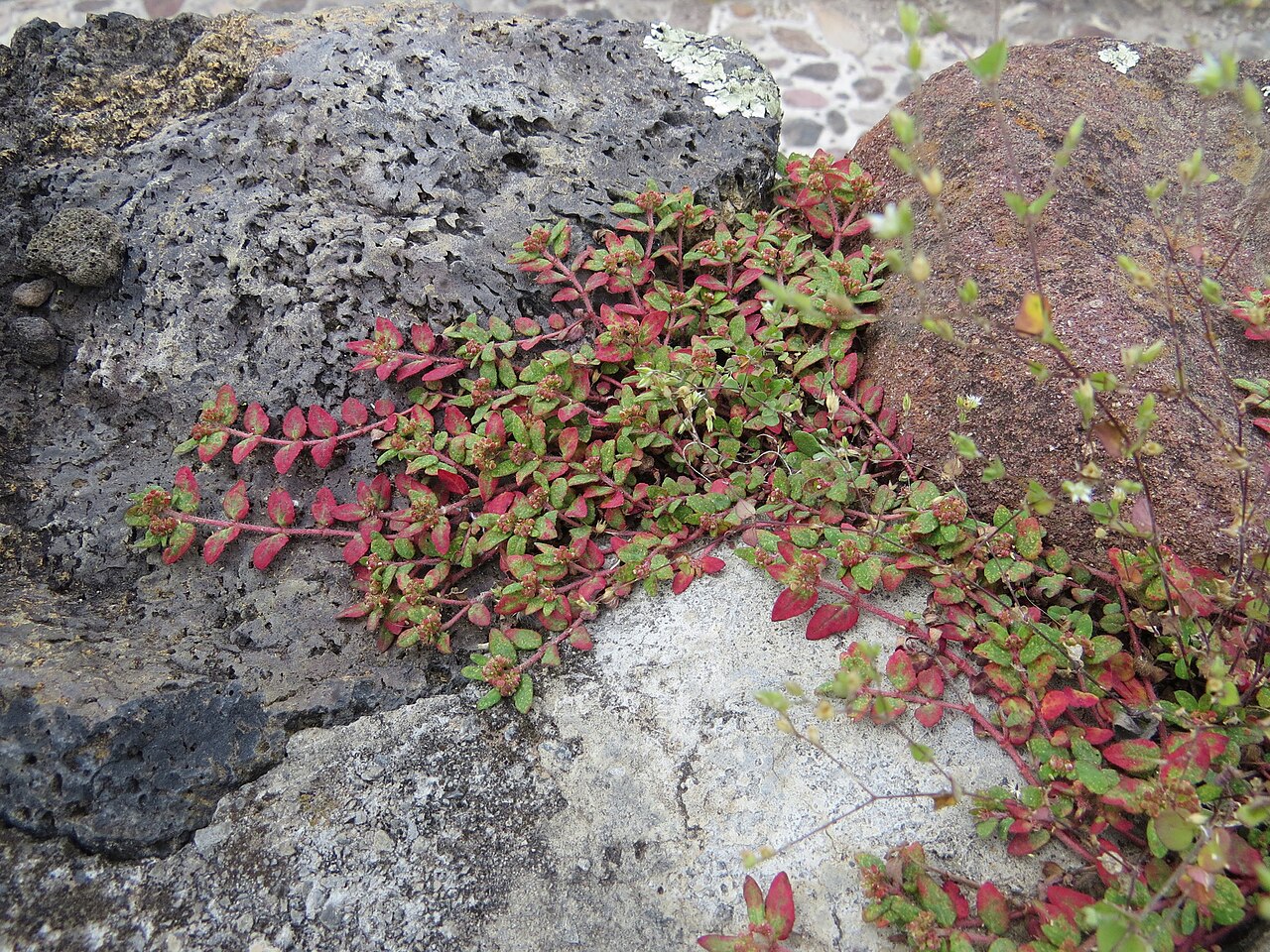 Euphorbia ophthalmica