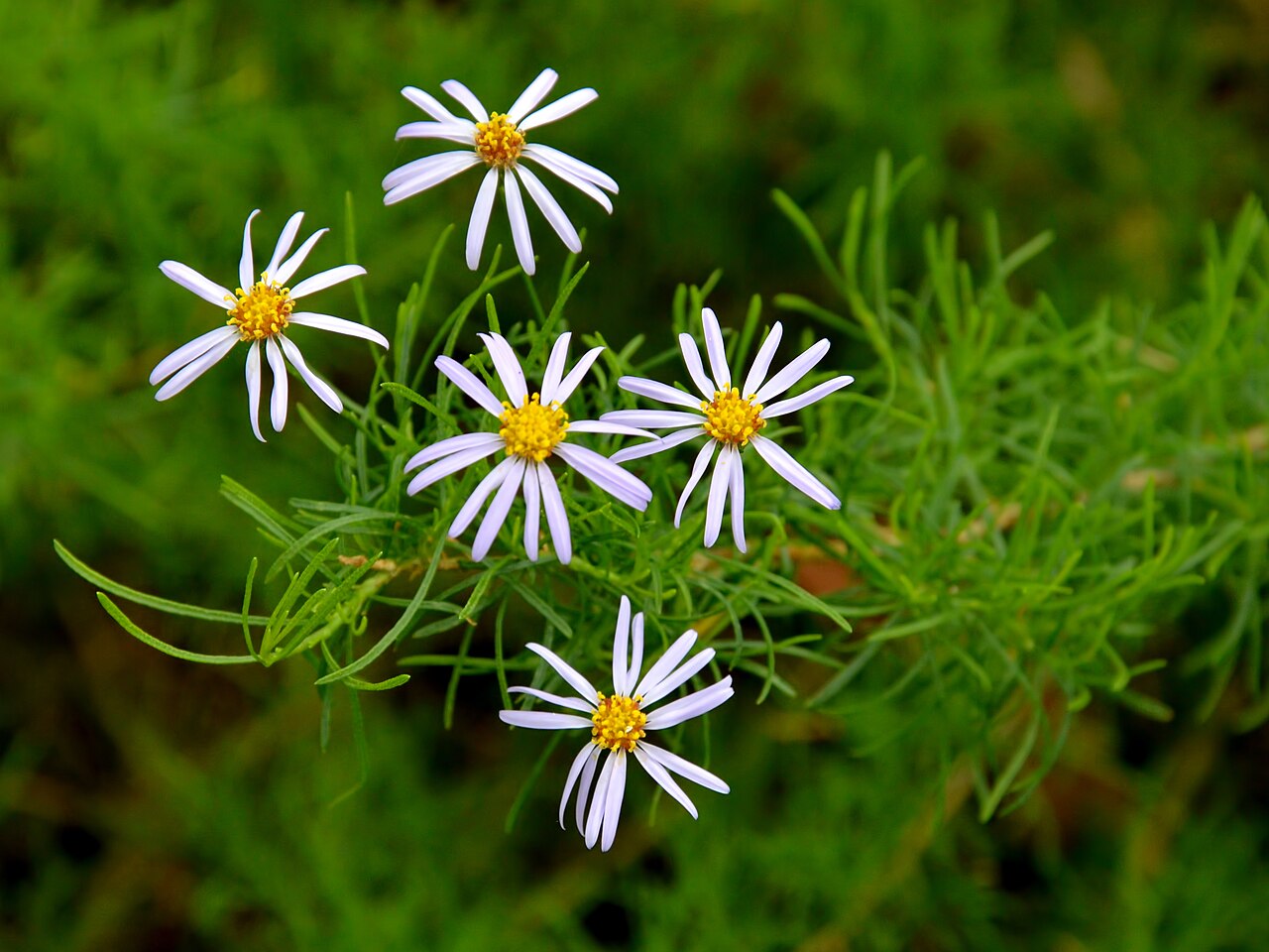 Felicia filifolia