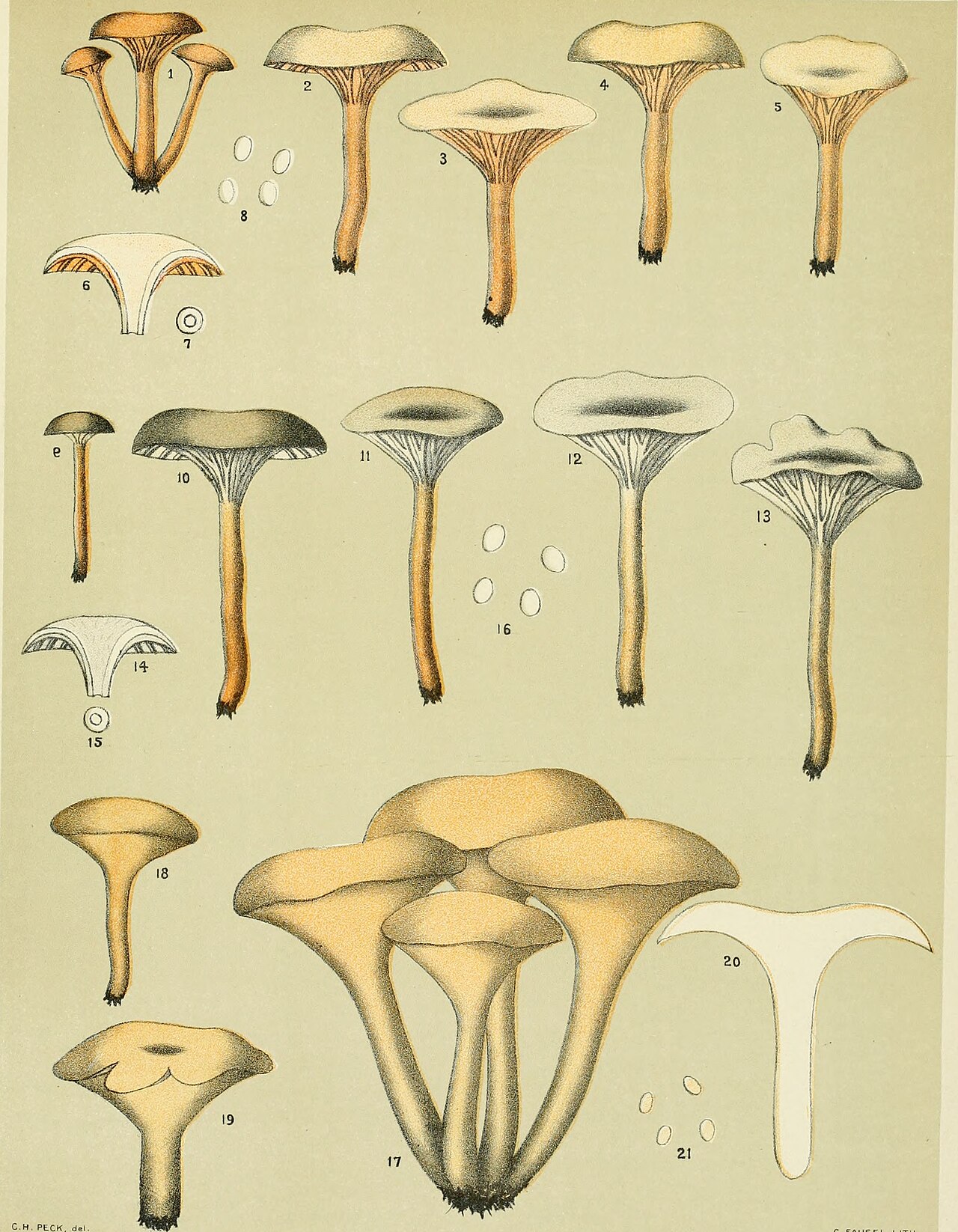 Craterellus lutescens