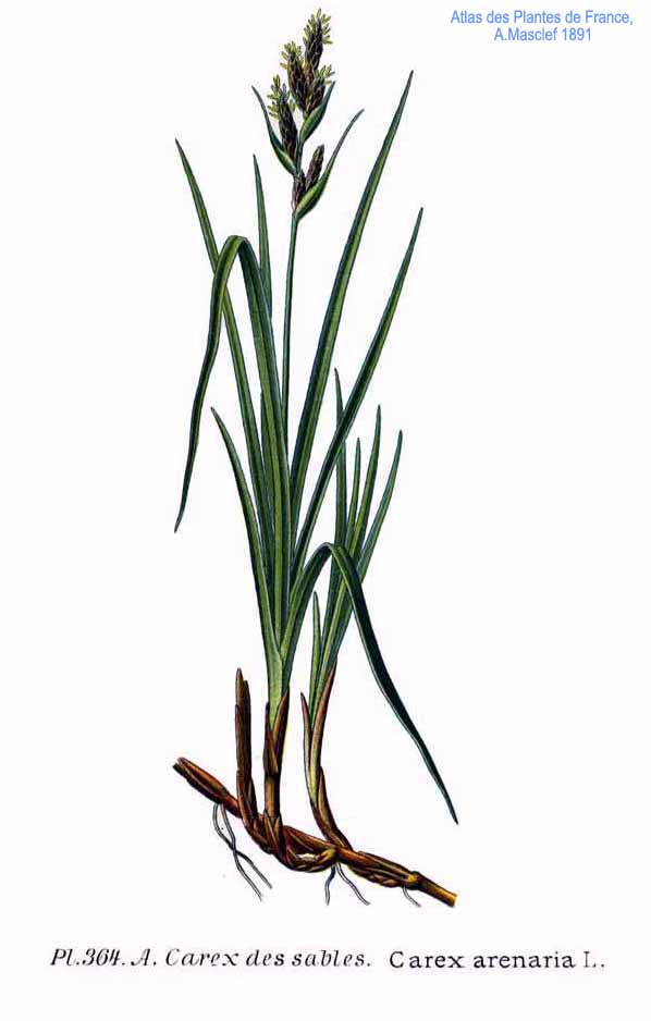 Carex arenaria