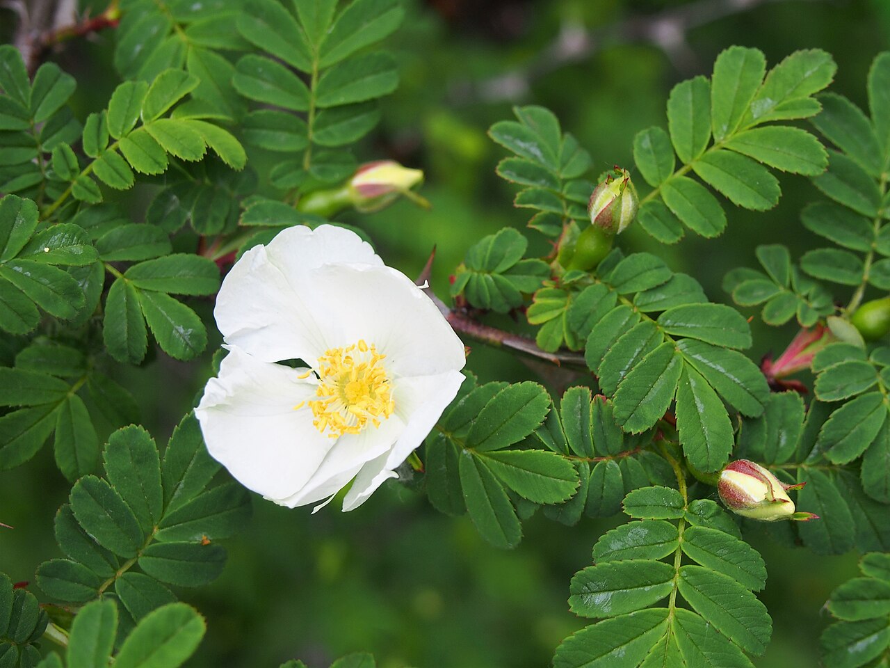 Rosa sericea
