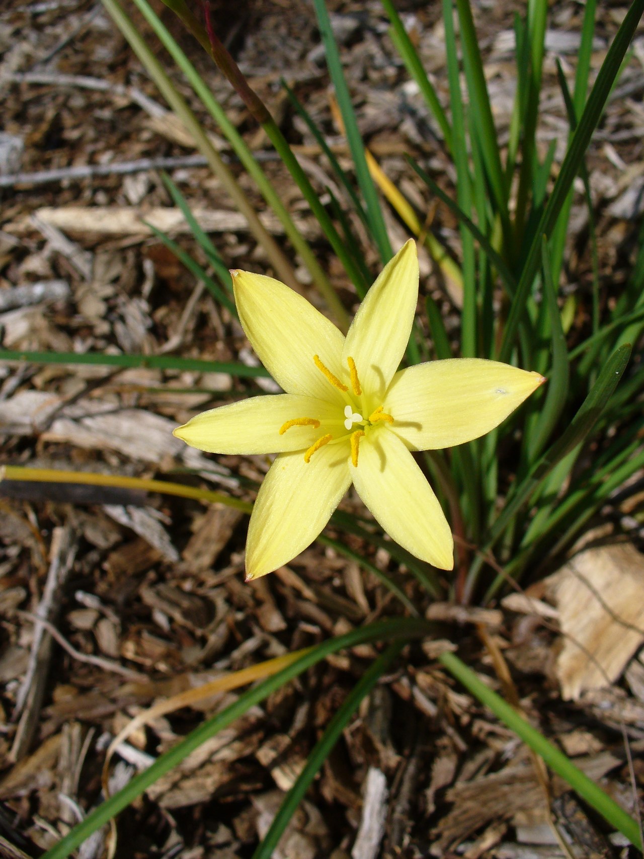 Zephyranthes primulina