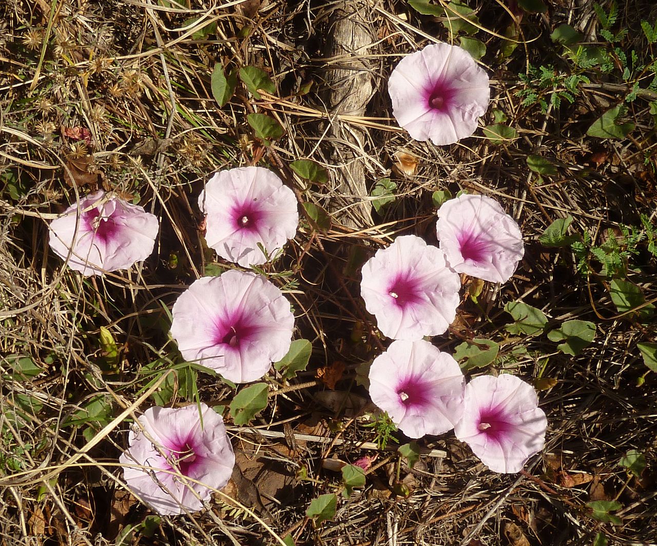 Ipomoea bathycolpos
