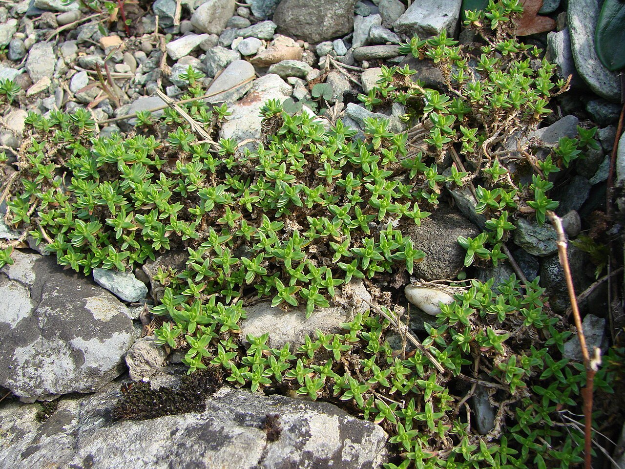 Arenaria purpurascens