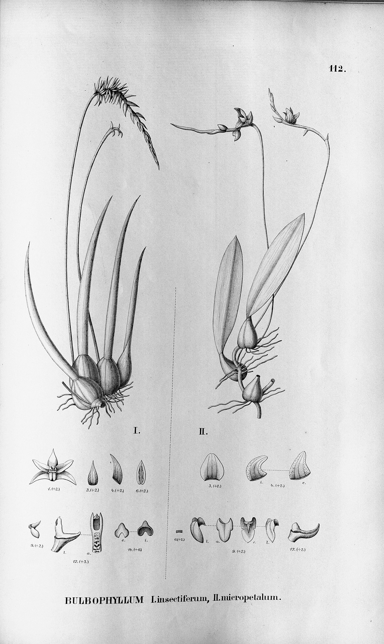 Bulbophyllum insectiferum