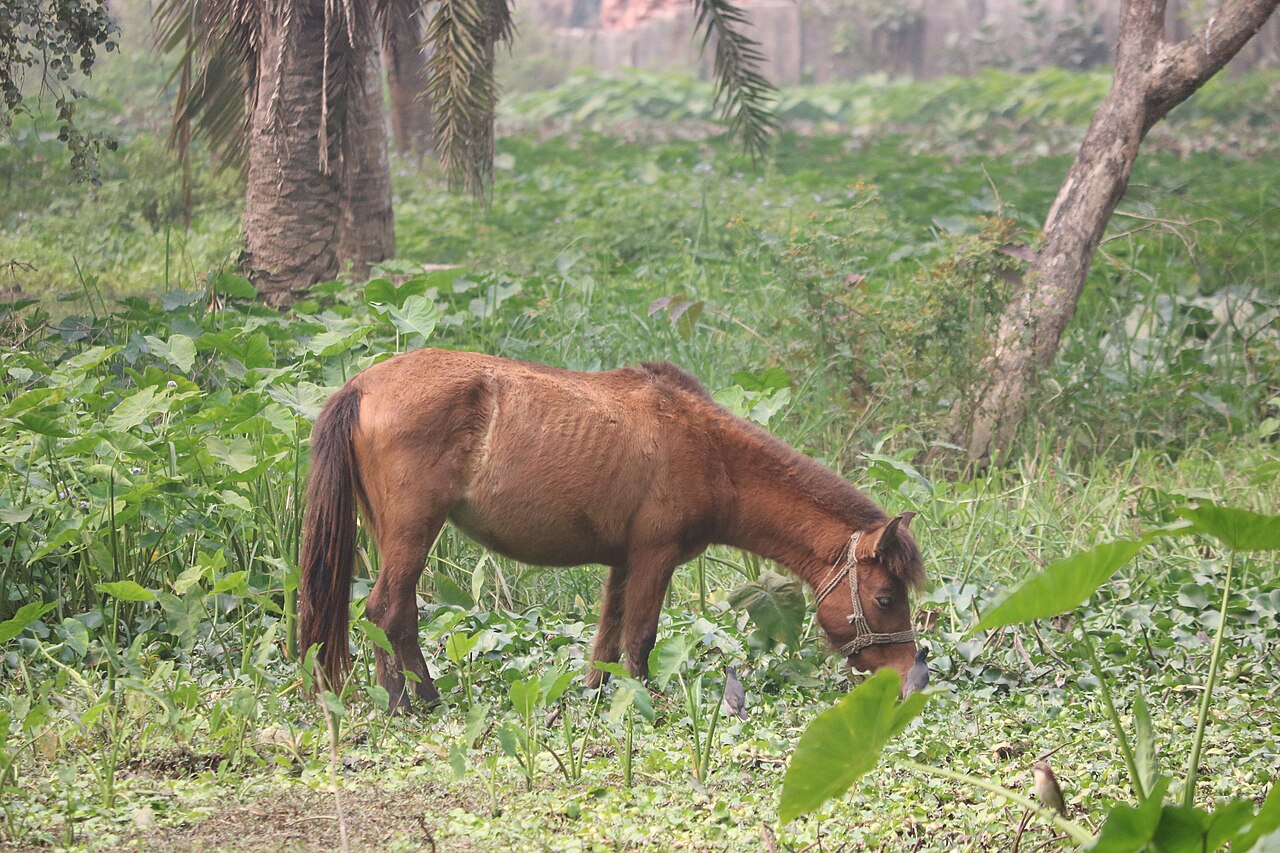 Bangladesh native horse
