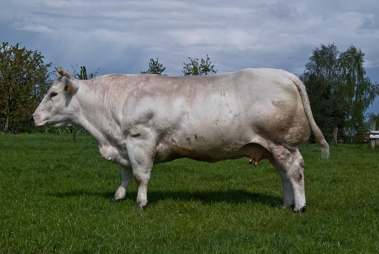 Belgian Blue