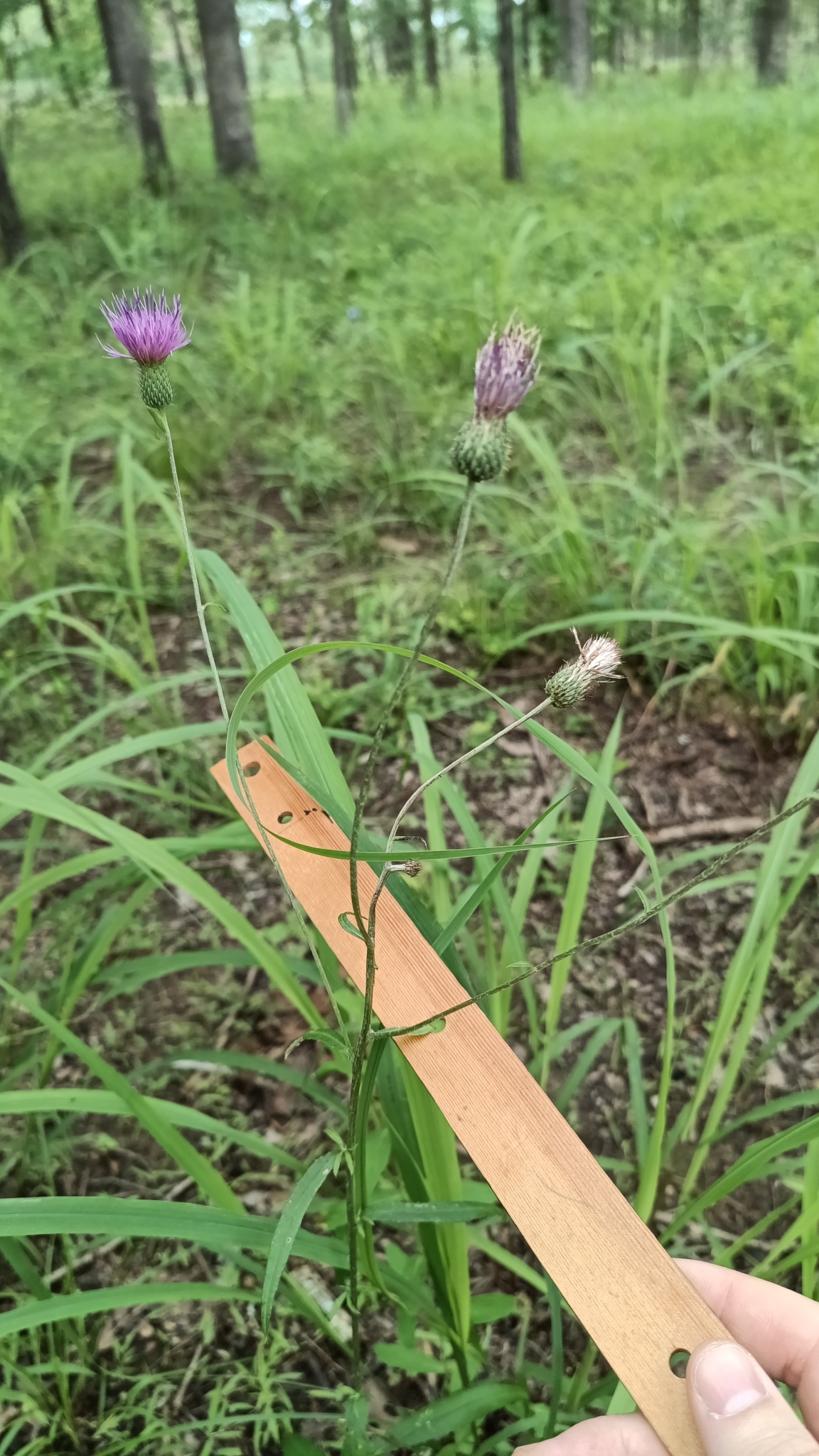 Cirsium carolinianum