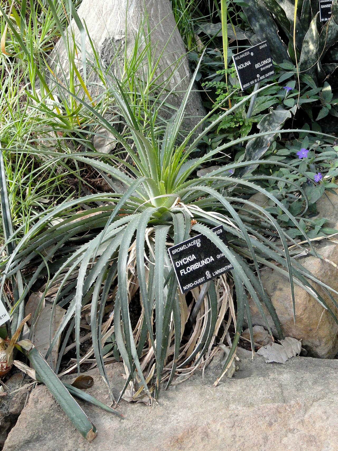 Dyckia floribunda