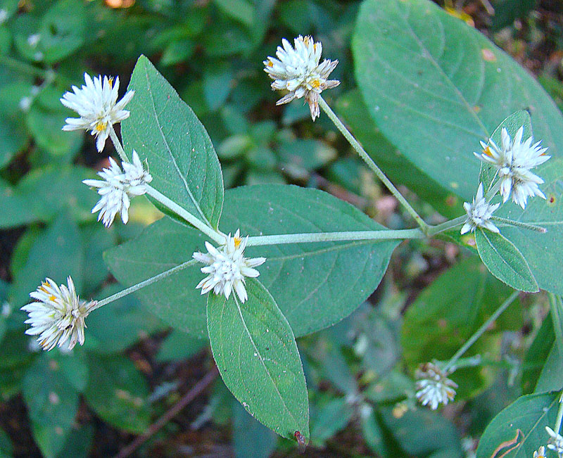 Alternanthera pubiflora
