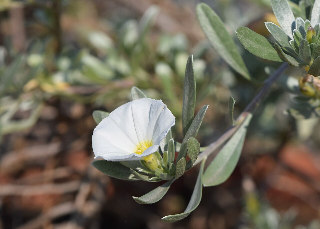 Convolvulus cneorum
